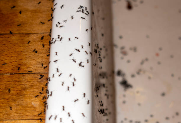 Best Pest Control Near Me  in Lutherville, MD